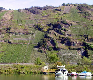 vinyard along the river